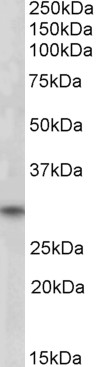 AF1416a (1 µg/ml) staining of Human Skeletal Muscle lysate (35 µg protein in RIPA buffer). Primary incubation was 1 hour. Detected by chemiluminescence.