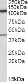 AF1260a (0.1 µg/ml) staining of Human Cerebellum lysate (35 µg protein in RIPA buffer). Primary incubation was 1 hour. Detected by chemiluminescence.