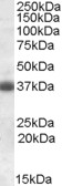 AF1255a (0.3 µg/ml) staining of Rat Brain lysate (35 µg protein in RIPA buffer). Primary incubation was 1 hour. Detected by chemiluminescence.