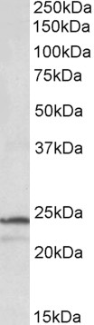 AF3312a (1 µg/ml) staining of K562 lysate (35 µg protein in RIPA buffer). Primary incubation was 1 hour. Detected by chemiluminescence.