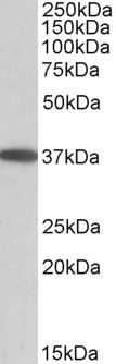 AF3311a (0.05 µg/ml) staining of Human Duodenum lysate (35 µg protein in RIPA buffer). Primary incubation was 1 hour. Detected by chemiluminescence.