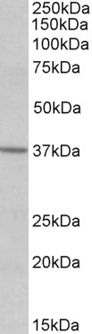 AF3296a (0.5 µg/ml) staining of Human Frontal Cortex lysate (35 µg protein in RIPA buffer). Primary incubation was 1 hour. Detected by chemiluminescence.