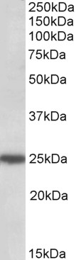 AF3282a (0.5 µg/ml) staining of HeLa lysate (35 µg protein in RIPA buffer). Primary incubation was 1 hour. Detected by chemiluminescence.
