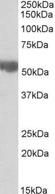 AF3243a (0.03 µg/ml) staining of Rat Liver lysate (35 µg protein in RIPA buffer). Primary incubation was 1 hour. Detected by chemiluminescence.