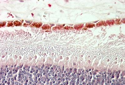 AF3225a (5 µg/ml) staining of paraffin embedded Human Retina. Steamed antigen retrieval with citrate buffer pH 6, AP-staining.