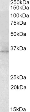 AF3225a (2 µg/ml) staining of Mouse Eye lysate (35 µg protein in RIPA buffer). Primary incubation was 1 hour. Detected by chemiluminescence.