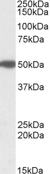 AF3113a (1 µg/ml) staining of Human Pancreas lysate (35 µg protein in RIPA buffer). Primary incubation was 1 hour. Detected by chemiluminescence.