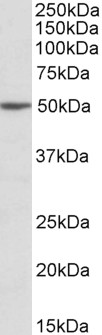 AF3112a (2 µg/ml) staining of Jurkat lysate (35 µg protein in RIPA buffer). Primary incubation was 1 hour. Detected by chemiluminescence.