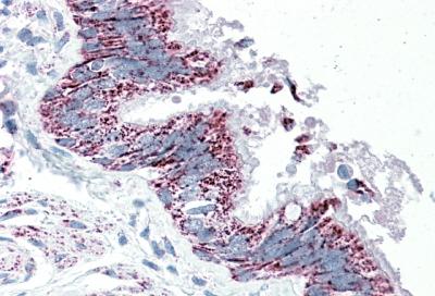 AF3109a (5 µg/ml) staining of paraffin embedded Human Bronchus. Steamed antigen retrieval with citrate buffer pH 6, AP-staining.