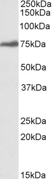 AF3092a (1 µg/ml) staining of K562 lysate (35 µg protein in RIPA buffer). Primary incubation was 1 hour. Detected by chemiluminescence.