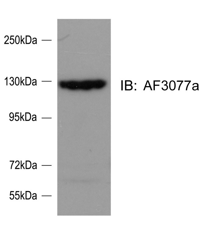 AF3077a (0.1 µg/ml) staining of Rat Cortical Neuron lysate (35 µg protein in RIPA buffer). Primary incubation was 1 hour. Detected by chemiluminescence. Data kindly provided by Ms. Ya-Jing Mi and Dr.Wei-Lin Jin, Institute of Neurosciences, Shanghai Jiao Tong University.