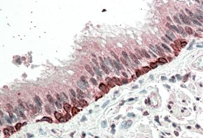 AF3065a (5 µg/ml) staining of paraffin embedded Human Bronchus. Steamed antigen retrieval with citrate buffer pH 6, AP-staining.