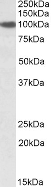 AF2842a (2 µg/ml) staining of NIH3T3 lysate (35 µg protein in RIPA buffer). Primary incubation was 1 hour. Detected by chemiluminescence.