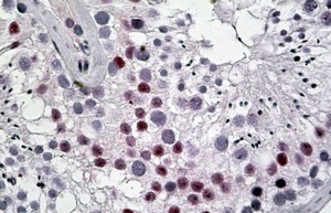 AF2250a (5 µg/ml) staining of paraffin embedded Human Human Testis. Steamed antigen retrieval with citrate buffer pH 6, AP-staining.