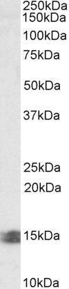 AF2223a (0.5 µg/ml) staining of Human Kidney lysate (35 µg protein in RIPA buffer). Primary incubation was 1 hour. Detected by chemiluminescence.