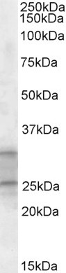 AF2209a (1 µg/ml) staining of Human Heart lysate (35 µg protein in RIPA buffer). Primary incubation was 1 hour. Detected by chemiluminescence.