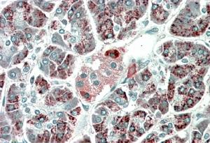 AF2209a (5 µg/ml) staining of paraffin embedded Human Pancreas. Microwaved antigen retrieval with Tris/EDTA buffer pH9, HRP-staining.