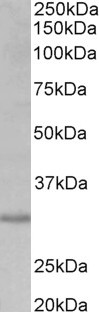 AF3607a (0.2 µg/ml) staining of HEK293 lysate (35 µg protein in RIPA buffer). Primary incubation was 1 hour. Detected by chemiluminescence.