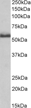 AF3597a (0.2 µg/ml) staining of Rat Spinal Cord lysate (35 µg protein in RIPA buffer). Primary incubation was 1 hour. Detected by chemiluminescence.