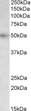 AF3552a (0.3 µg/ml) staining of Human Liver lysate (35 µg protein in RIPA buffer). Primary incubation was 1 hour. Detected by chemiluminescence.