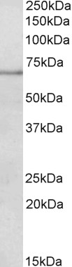 AF3550a (0.2 µg/ml) staining of Mouse Spleen lysate (35 µg protein in RIPA buffer). Primary incubation was 1 hour. Detected by chemiluminescence.