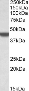AF3537a (0.3 µg/ml) staining of A549 lysate (35 µg protein in RIPA buffer). Primary incubation was 1 hour. Detected by chemiluminescence.