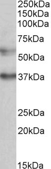 AF3517a (0.5 µg/ml) staining of K562 lysate (35 µg protein in RIPA buffer). Primary incubation was 1 hour. Detected by chemiluminescence.