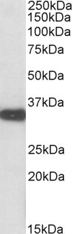 AF3462a (0.01 µg/ml) staining of Mouse Kidney lysate (35 µg protein in RIPA buffer). Primary incubation was 1 hour. Detected by chemiluminescence.