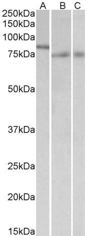AF3456a (1 µg/ml) staining of nuclear NIH3T3 lysate (A) and of Mouse (B) and Rat (C) Colon lysates (35 µg protein in RIPA buffer). Primary incubation was 1 hour. Detected by chemiluminescence.