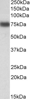 AF3455a (0.1 µg/ml) staining of HepG2 lysate (35 µg protein in RIPA buffer). Primary incubation was 1 hour. Detected by chemiluminescence.