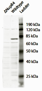 AF3441a (2 µg/ml) staining of Saccharomyces cerevisiae S288c lysate (35 µg protein in RIPA buffer). Primary incubation was 1 hour. Detected by chemiluminescence. Data kindly provided by Dr. F Reggiori, University of Utrecht, Netherlands