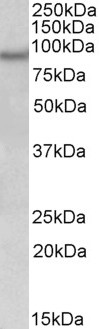 AF3412a (0.3 µg/ml) staining of Human Frontal Cortex lysate (35 µg protein in RIPA buffer). Primary incubation was 1 hour. Detected by chemiluminescence.