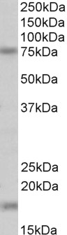 AF3388a (0.1 µg/ml) staining of Mouse Kidney lysate (35 µg protein in RIPA buffer). Primary incubation was 1 hour. Detected by chemiluminescence.