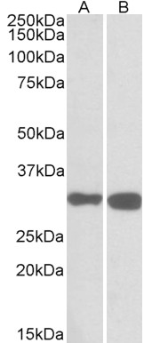 AF3387a (0.1 µg/ml) staining of Mouse (A) and Rat (B) Brain lysates (35 µg protein in RIPA buffer). Primary incubation was 1 hour. Detected by chemiluminescence.