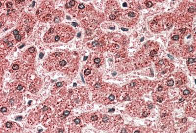 AF3357a (5 µg/ml) staining of paraffin embedded Human Liver. Steamed antigen retrieval with citrate buffer pH 6, AP-staining.