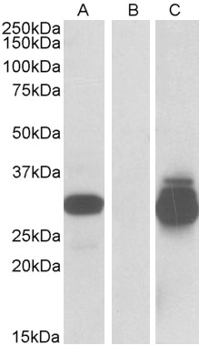 HEK293 lysate (10ug protein in RIPA buffer) overexpressing Human PPPDE1 with C-terminal MYC tag probed with AF3320a (0.5ug/ml) in Lane A and probed with anti-MYC Tag (1/5000) in lane C. Mock-transfected HEK293 probed with AF3320a (1mg/ml) in Lane B. Primary incubations were for 1 hour. Detected by chemiluminescence