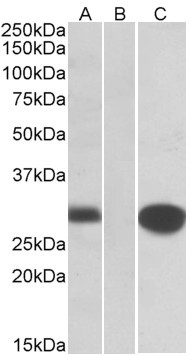 HEK293 lysate (10ug protein in RIPA buffer) overexpressing Human MID1IP1 with C-terminal MYC tag probed with AF3309a (1ug/ml) in Lane A and probed with anti-MYC Tag (1/1000) in lane C. Mock-transfected HEK293 probed with AF3309a (1mg/ml) in Lane B. Primary incubations were for 1 hour. Detected by chemiluminescence.