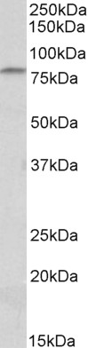 AF3904a (0.3 µg/ml) staining of Mouse Thymus lysate (35 µg protein in RIPA buffer). Primary incubation was 1 hour. Detected by chemiluminescence.