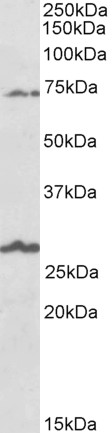 AF3900a (1 µg/ml) staining of Human Olfactory bulb lysate (35 µg protein in RIPA buffer). Primary incubation was 1 hour. Detected by chemiluminescence.