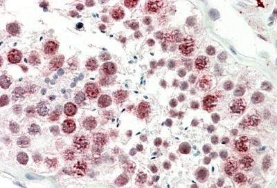 AF3895a (5 µg/ml) staining of paraffin embedded Human Testis. Steamed antigen retrieval with citrate buffer pH 6, AP-staining.