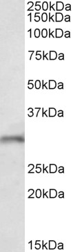 AF3889a (1 µg/ml) staining of Mouse Brain lysate (35 µg protein in RIPA buffer). Primary incubation was 1 hour. Detected by chemiluminescence.