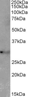 AF3872a (2 µg/ml) staining of Mouse Lung lysate (35 µg protein in RIPA buffer). Primary incubation was 1 hour. Detected by chemiluminescence.
