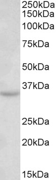 AF3871a (0.3 µg/ml) staining of Mouse Brain lysate (35 µg protein in RIPA buffer). Primary incubation was 1 hour. Detected by chemiluminescence.