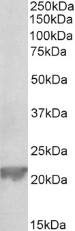 AF3822a (0.3 µg/ml) staining of Rat Liver lysate (35 µg protein in RIPA buffer). Primary incubation was 1 hour. Detected by chemiluminescence.