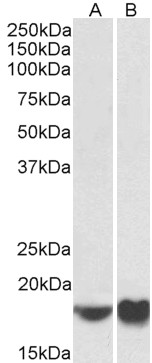 AF3806a (0.5 µg/ml) staining of NIH3T3 (A) and HeLa (B) lysates (35 µg protein in RIPA buffer). Primary incubation was 1 hour. Detected by chemiluminescence.