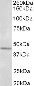AF3804a (1 µg/ml) staining of Olfactory bulb lysate (35 µg protein in RIPA buffer). Primary incubation was 1 hour. Detected by chemiluminescence.