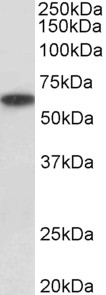AF3725a (1 µg/ml) staining of Human Kidney lysate (35 µg protein in RIPA buffer). Primary incubation was 1 hour. Detected by chemiluminescence.