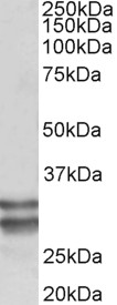 AF3697a (0.1 µg/ml) staining of Human Heart lysate (35 µg protein in RIPA buffer). Primary incubation was 1 hour. Detected by chemiluminescence.
