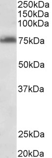 AF3688a (0.3 µg/ml) staining of Jurkat lysate (35 µg protein in RIPA buffer). Primary incubation was 1 hour. Detected by chemiluminescence.