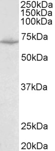 AF3438a (0.1 µg/ml) staining of Mouse Heart lysate (35 µg protein in RIPA buffer). Primary incubation was 1 hour. Detected by chemiluminescence.